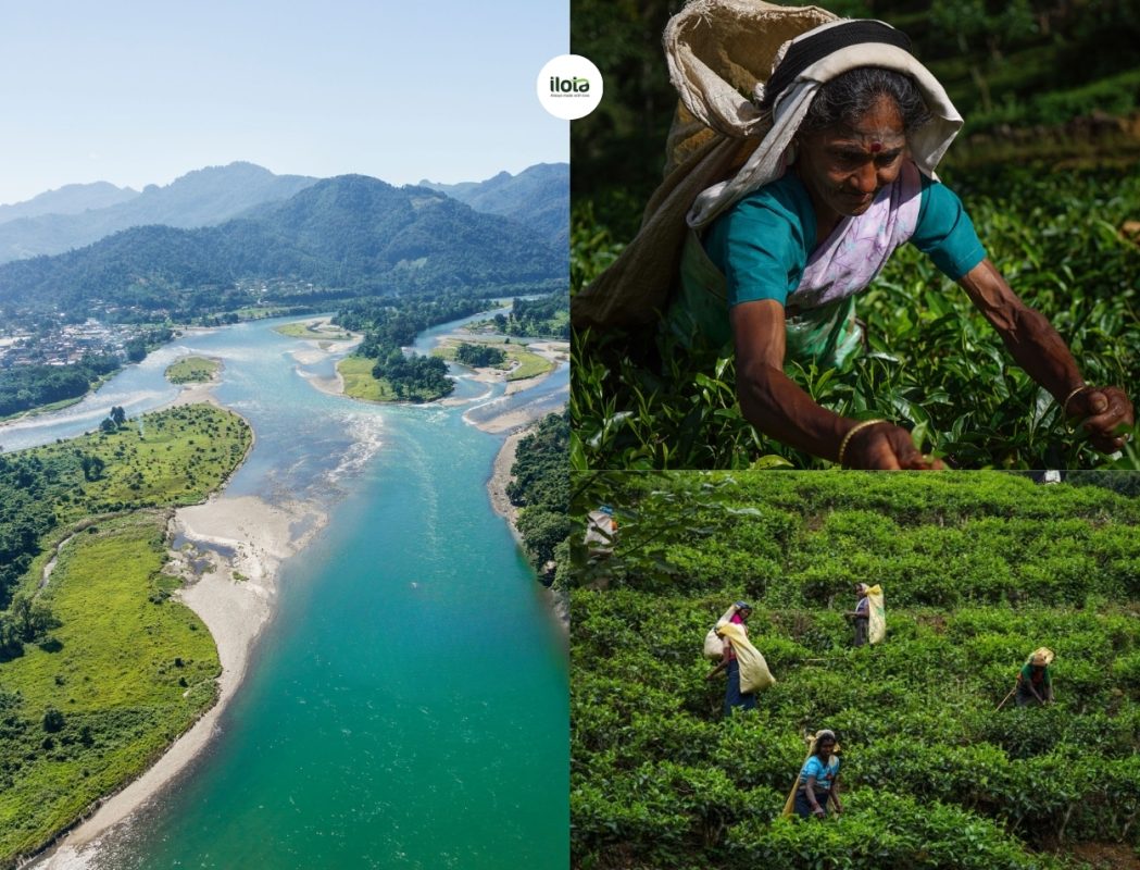 phan-biet-tra-den-ceylon-va-tra-assam