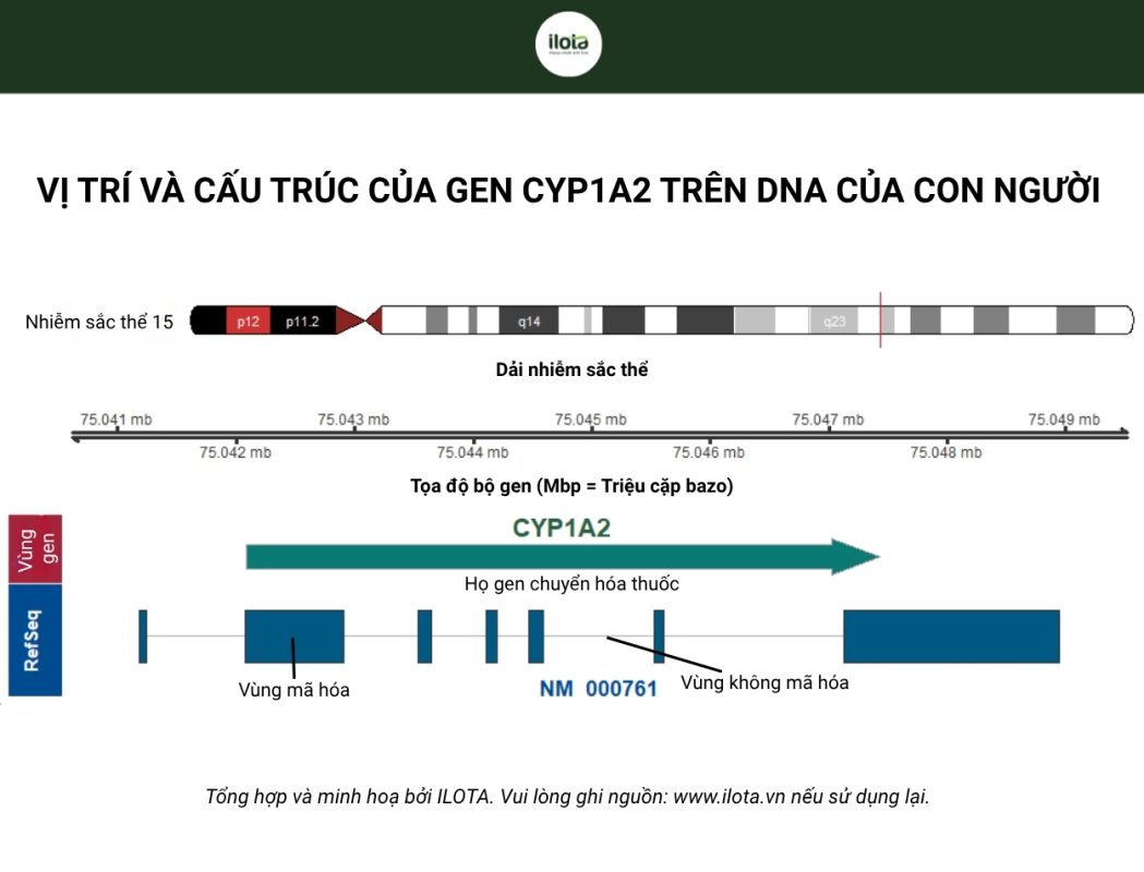 gen-cyp1a2-anh-huong-den-toc-do-phan-giai-caffeine