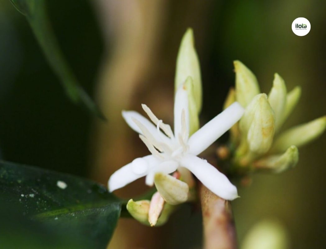 vong-doi-cua-cay-ca-phe