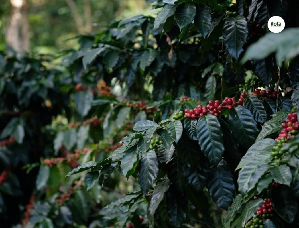 coffea-eugenioides