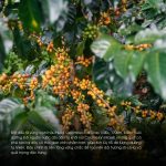 ca-phe-specialty-colombia-huila-supremo