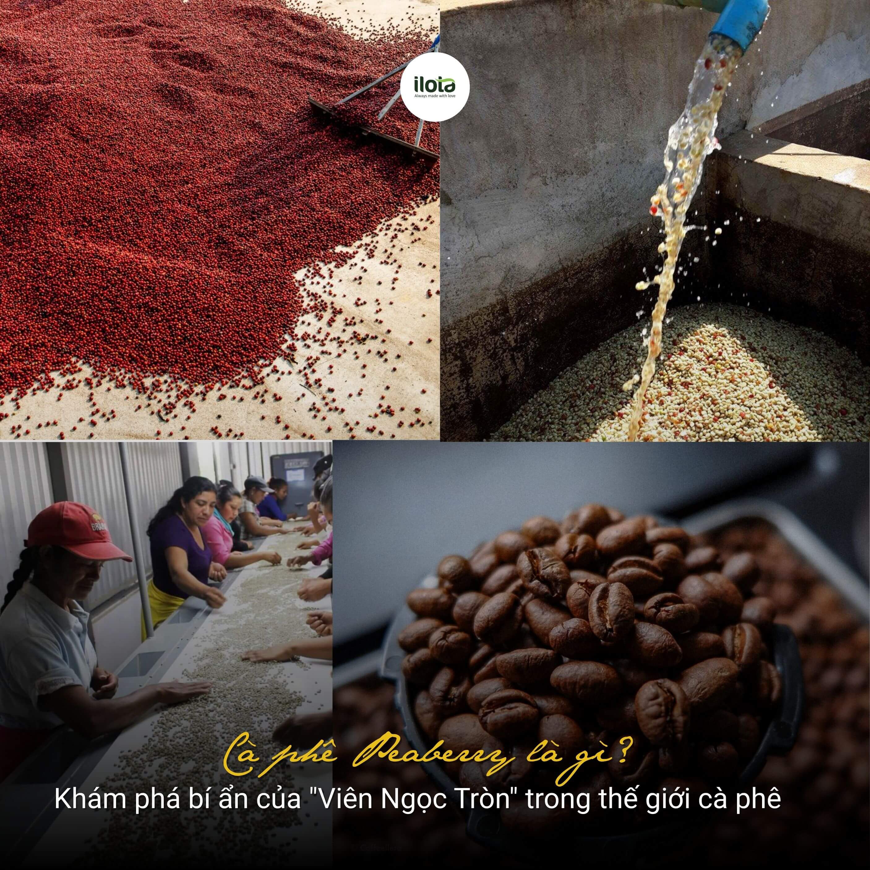 ca-phe-peaberry-la-gi