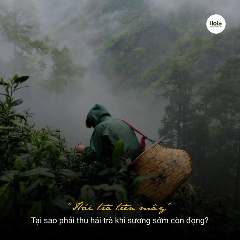 tai-sao-phai-thu-hai-tra-khi-suong-som-con-dong