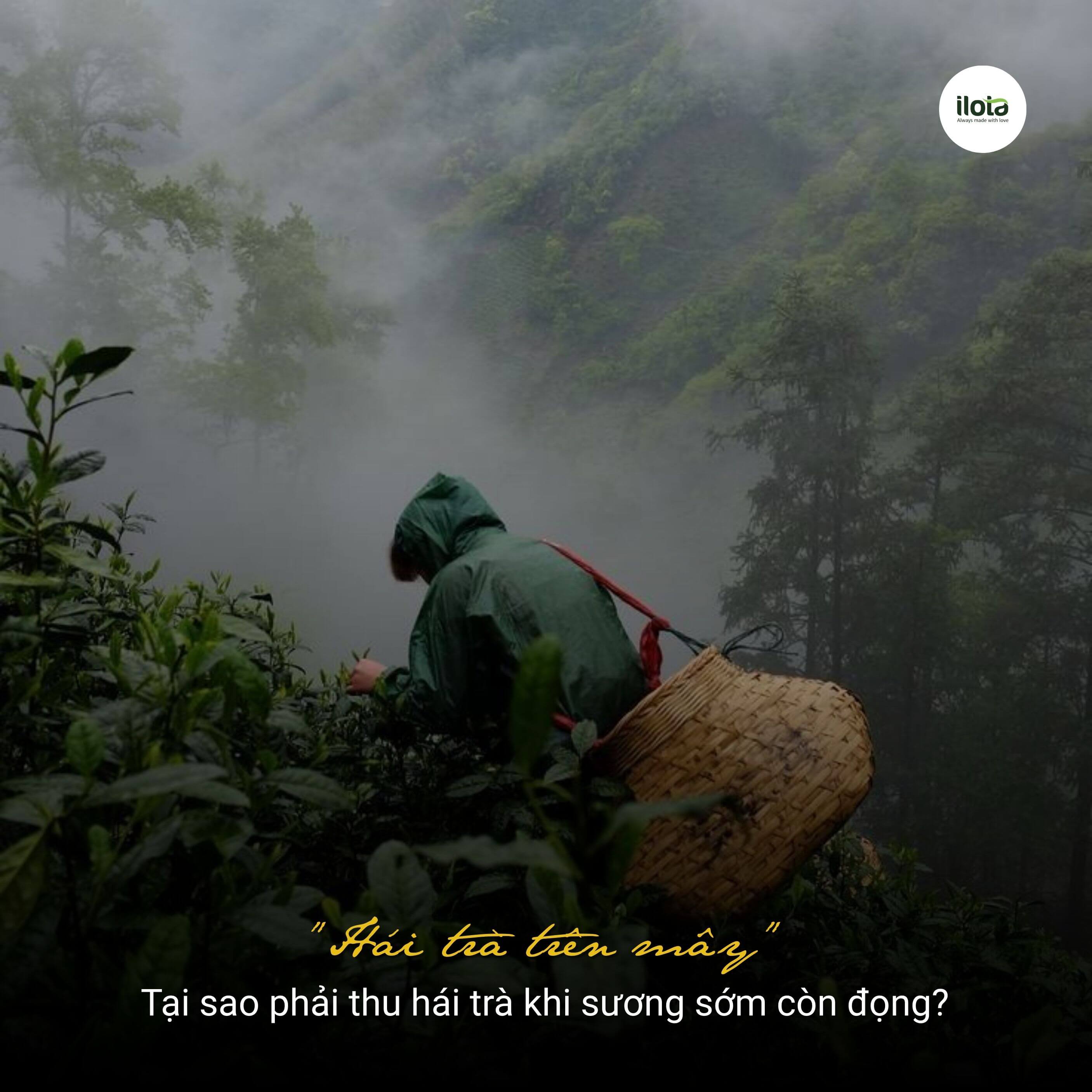 tai-sao-phai-thu-hai-tra-khi-suong-som-con-dong