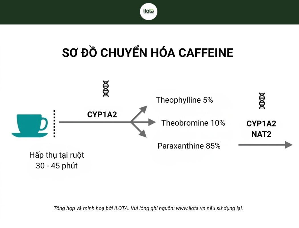 gen-cyp1a2-anh-huong-den-toc-do-phan-giai-caffeine