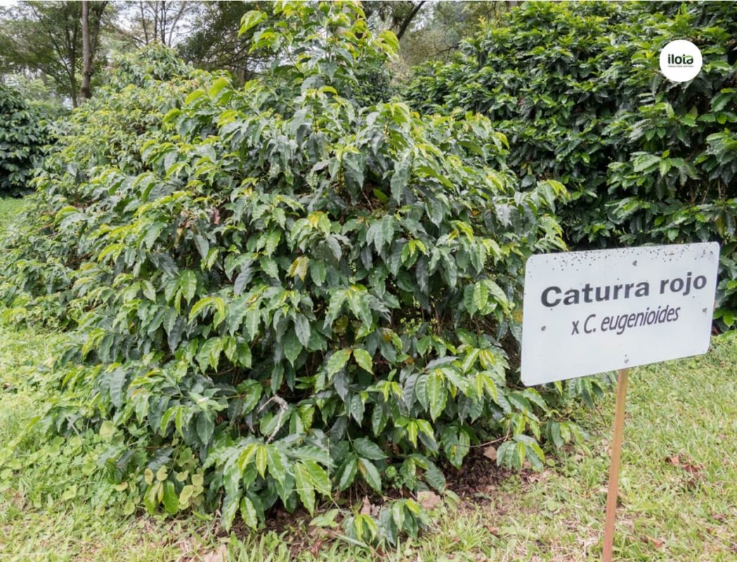 coffea-eugenioides