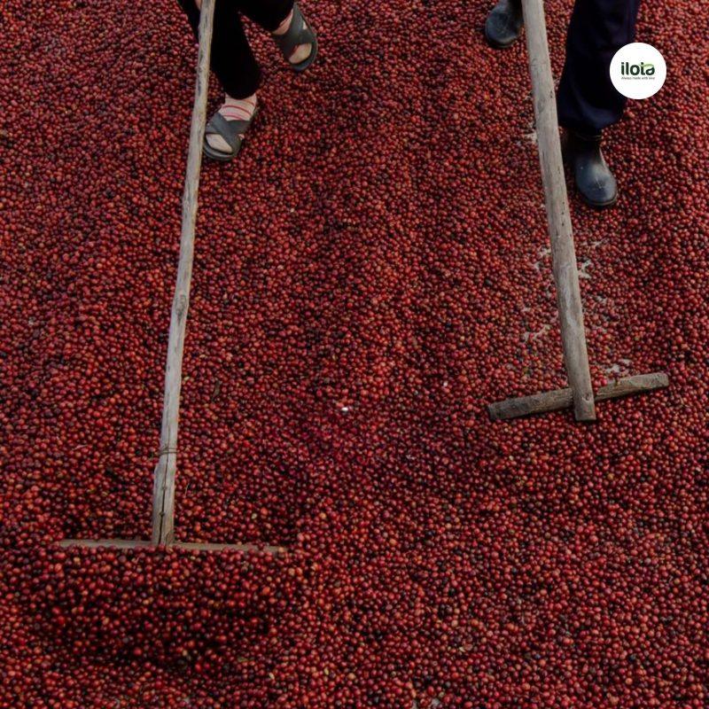 ca-phe-peaberry-la-gi