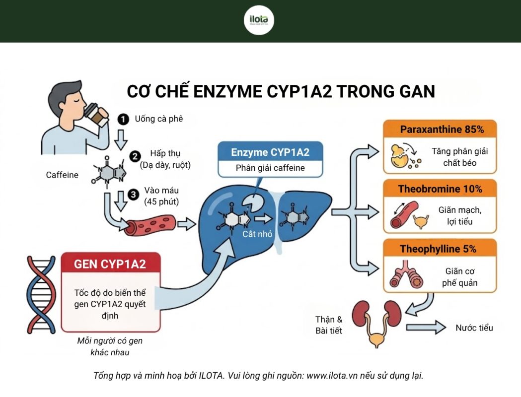 gen-cyp1a2-anh-huong-den-toc-do-phan-giai-caffeine