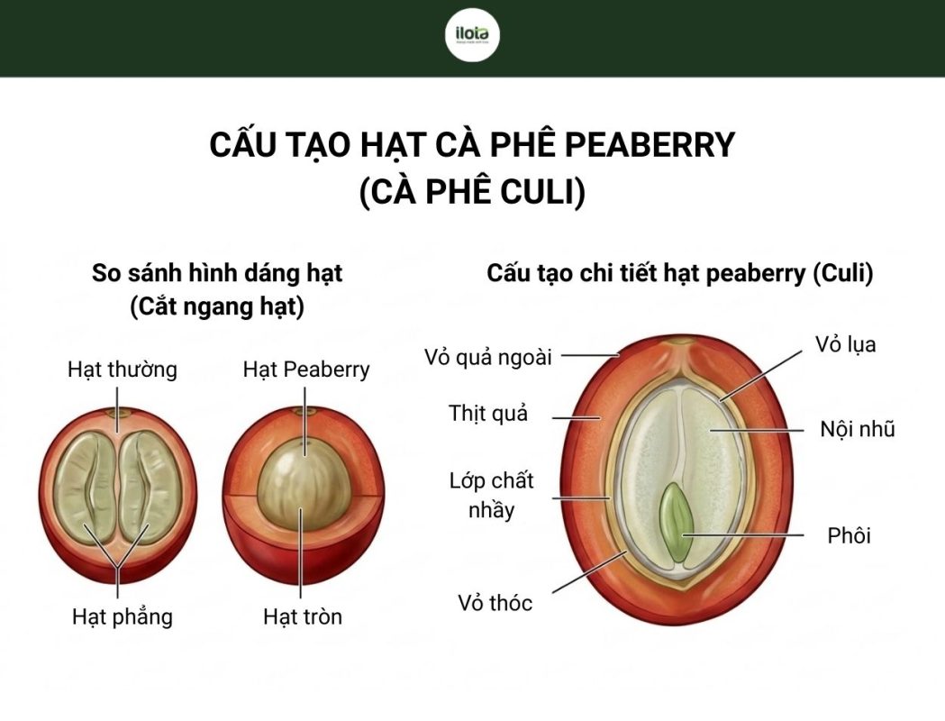 ca-phe-peaberry-la-gi