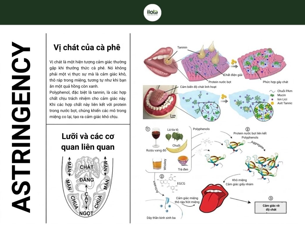 hien-tuong-astringency-trong-ca-phe-la-gi