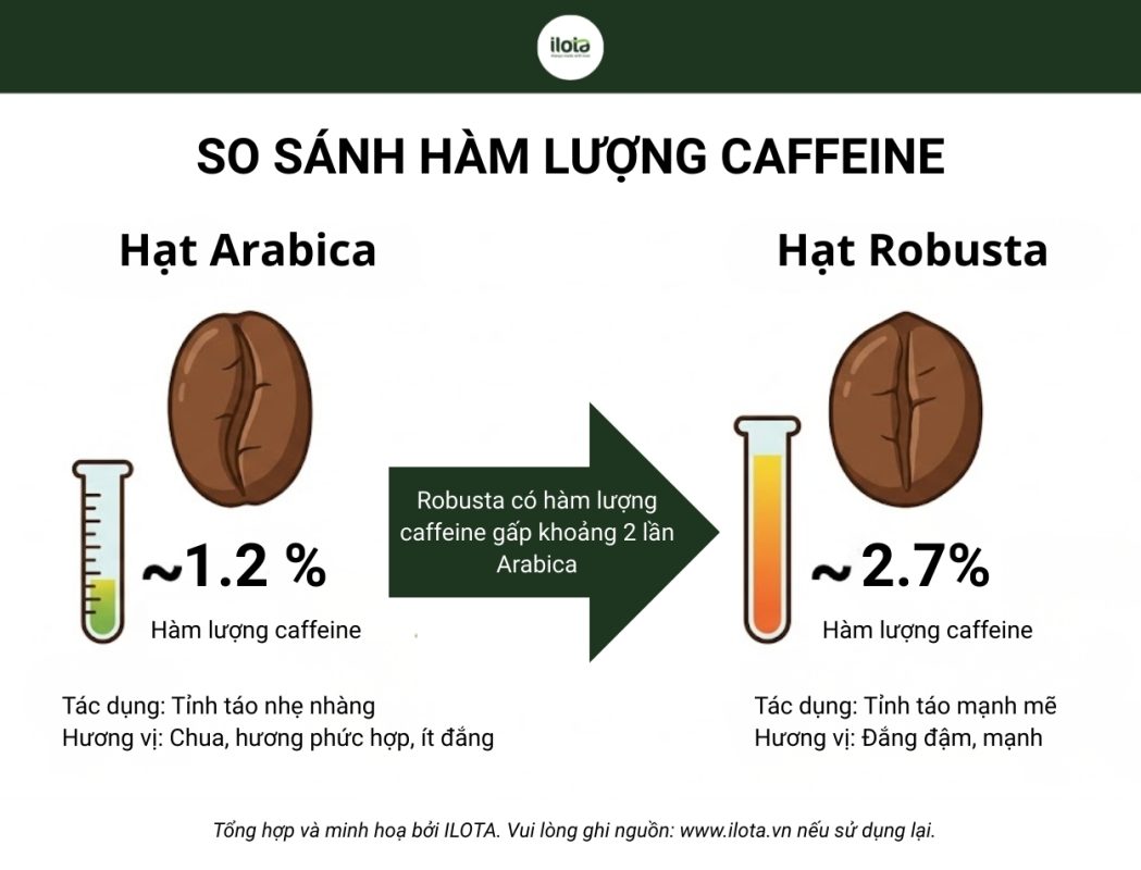 ca-phe-rang-dam-co-nhieu-caffeine-khong