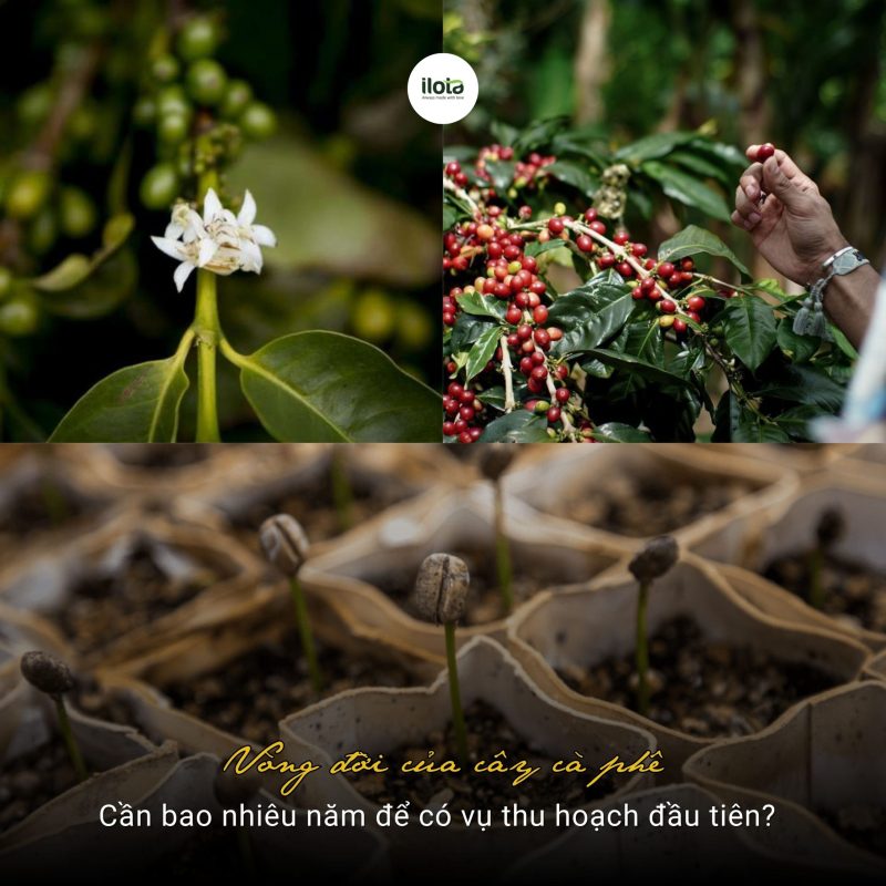 vong-doi-cua-cay-ca-phe