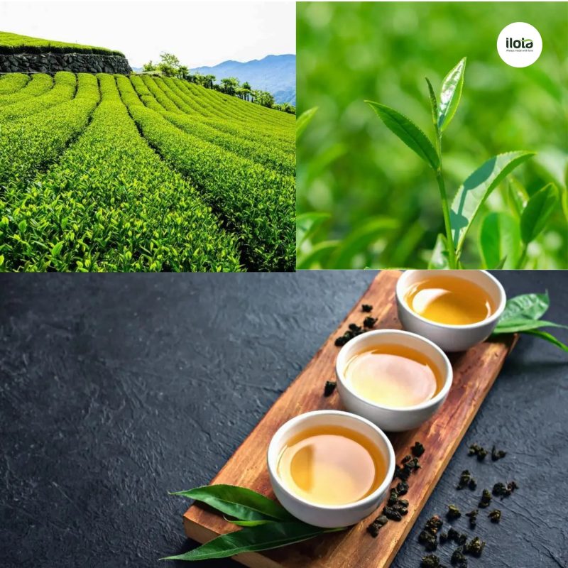 cac-vung-trong-oolong-cua-viet-nam