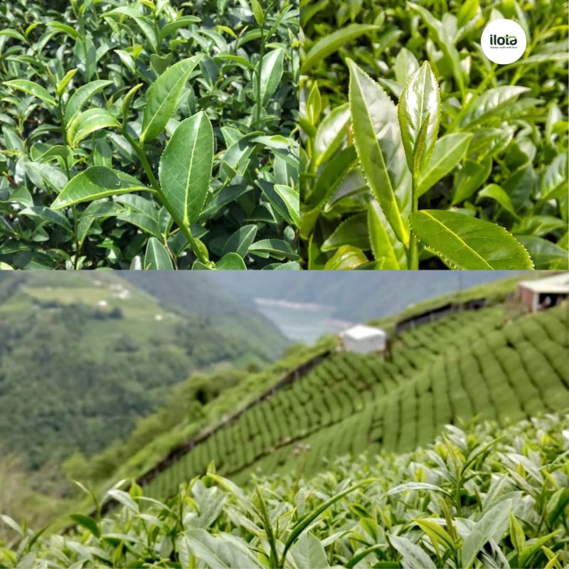 tra-kim-tuyen-thuy-ngoc-khac-gi-oolong-thuong