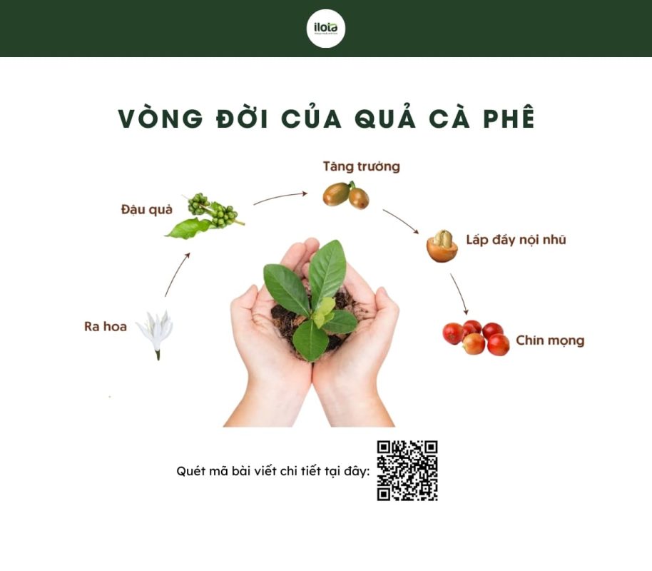 vong-doi-cua-mot-qua-ca-phe