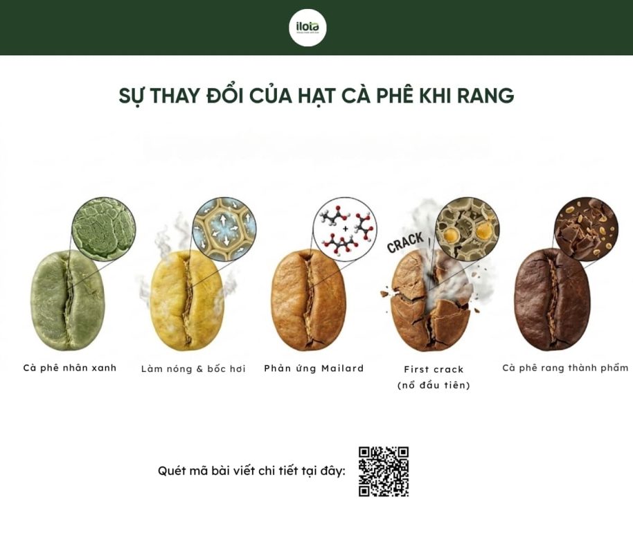 vong-doi-cua-mot-qua-ca-phe