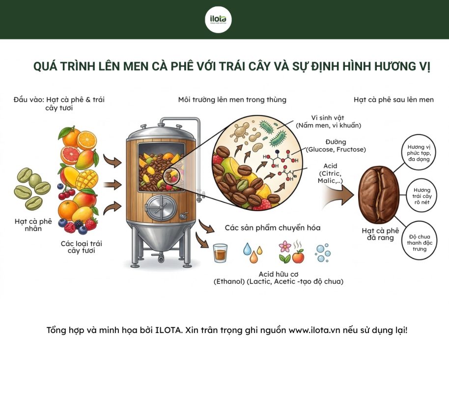 so-sanh-len-men-ket-hop-va-cay-men-tao-huong-vi-on