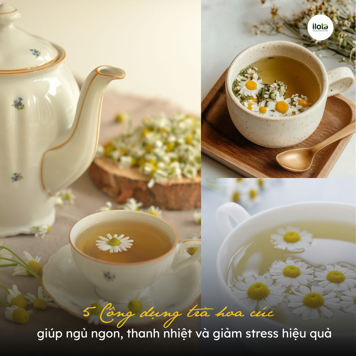 5-cong-dung-tra-hoa-cuc-giup-ngu-ngon-thanh-nhiet