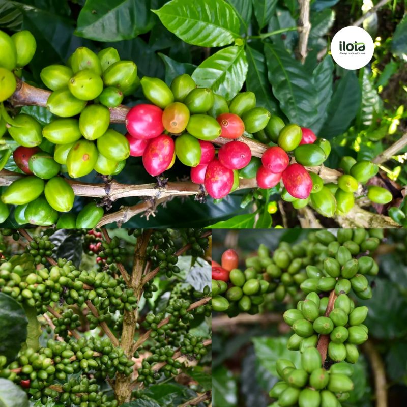 giong-ca-phe-papayo-dot-bien-den-dinh-cao-huong-vi