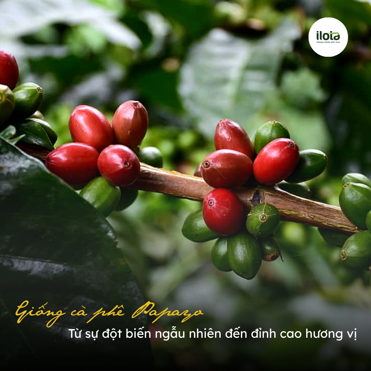 giong-ca-phe-papayo-dot-bien-den-dinh-cao-huong-vi
