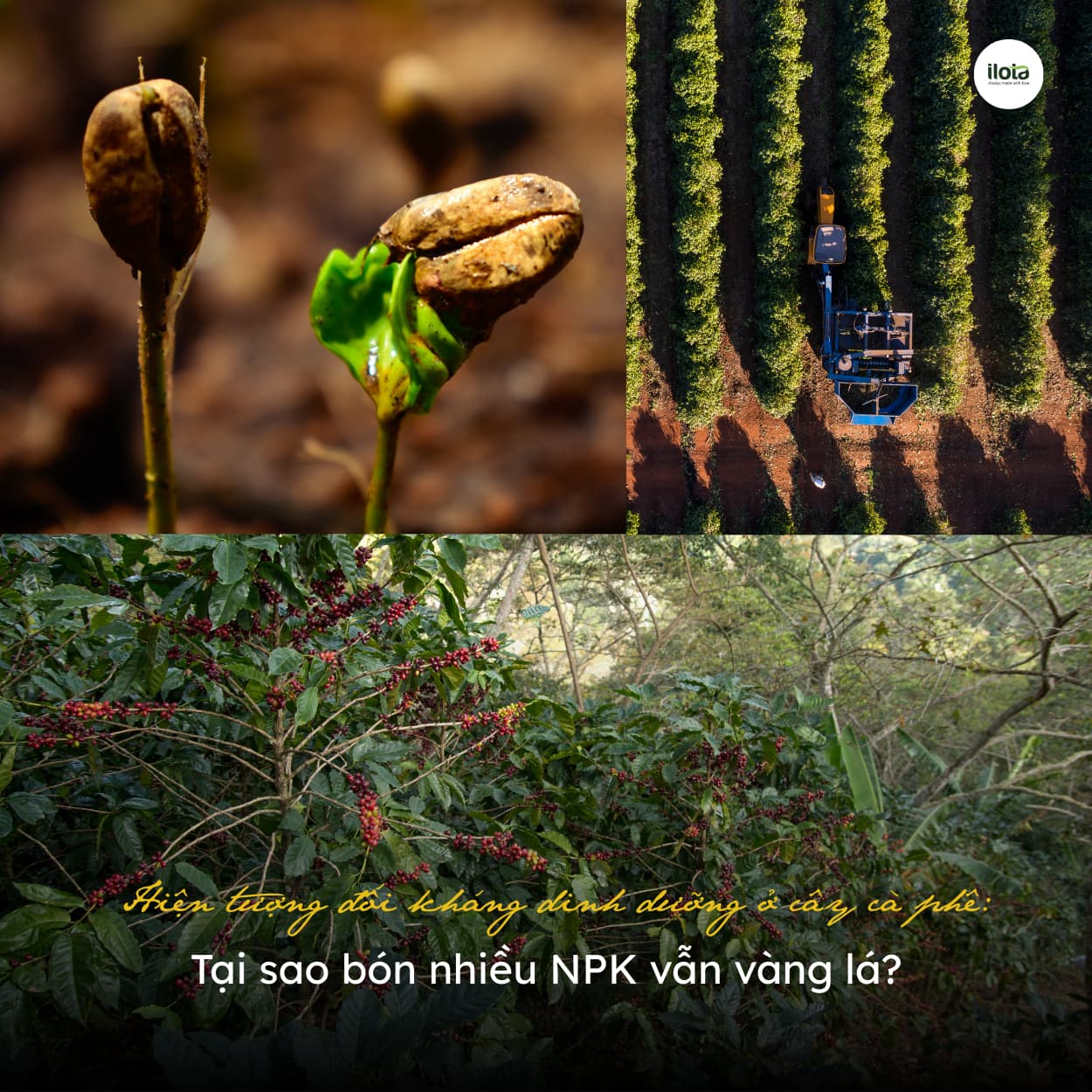 hien-tuong-doi-khang-dinh-duong-o-cay-ca-phe