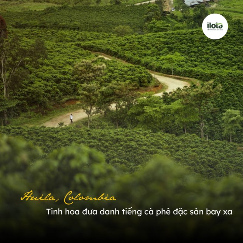 giong-ca-phe-papayo-dot-bien-den-dinh-cao-huong-vi