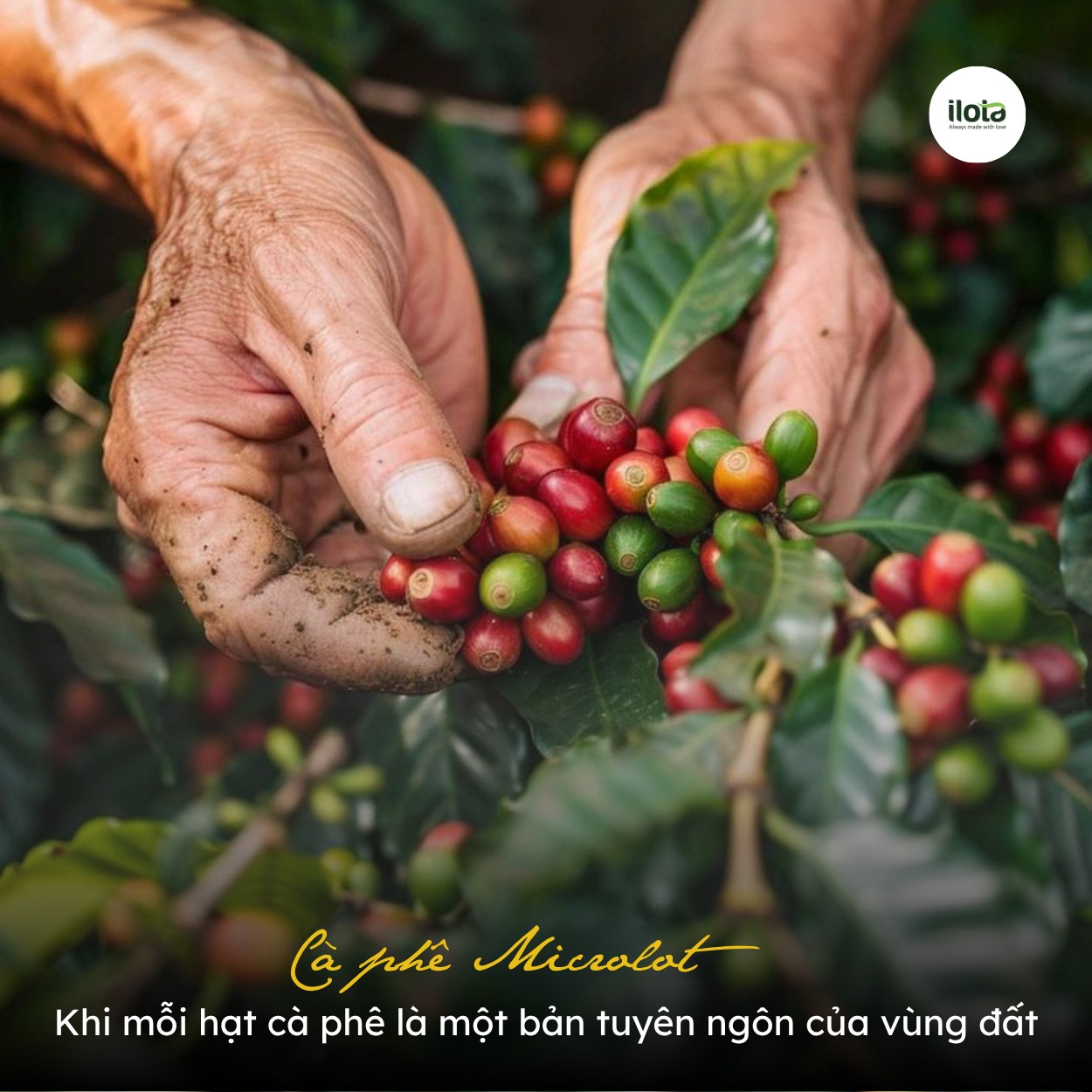 ca-phe-microlot-moi-hat-ca-phe-la-ban-tuyen-ngon