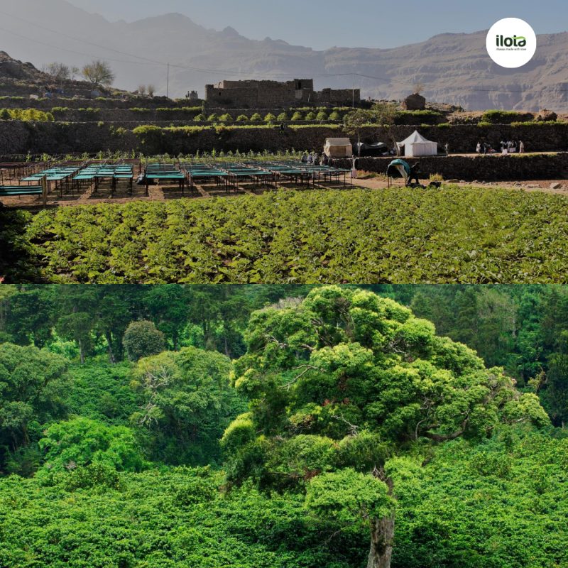 ca-phe-microlot-moi-hat-ca-phe-la-ban-tuyen-ngon