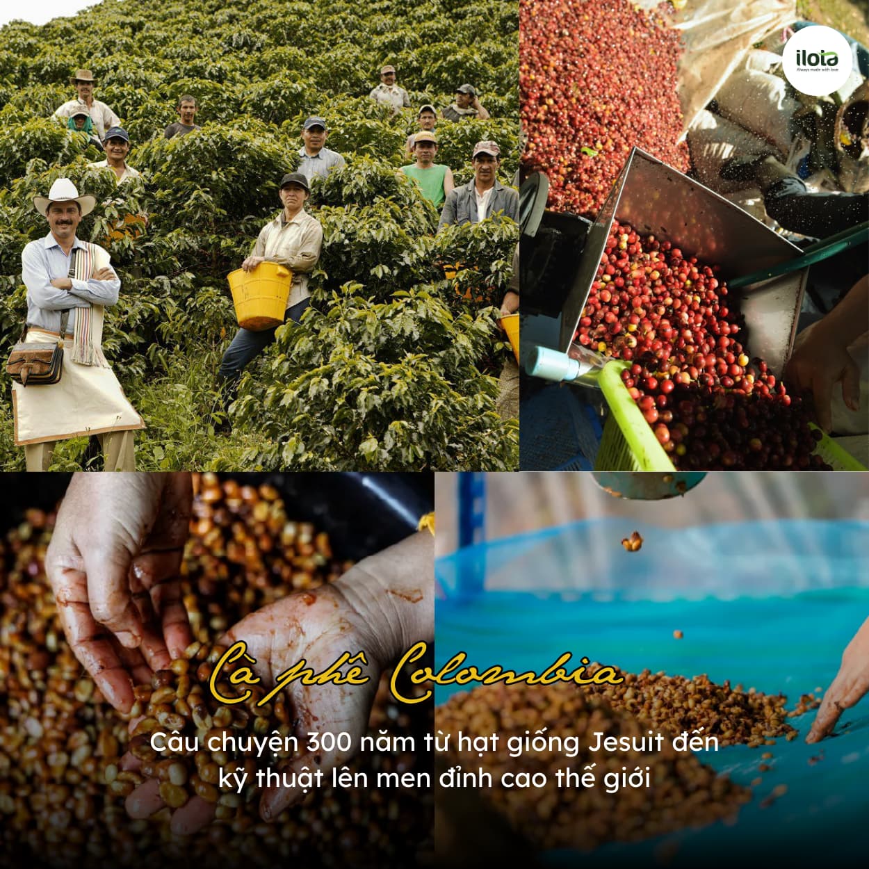 ca-phe-colombia-ky-thuat-len-men-dinh-cao-the-gioi