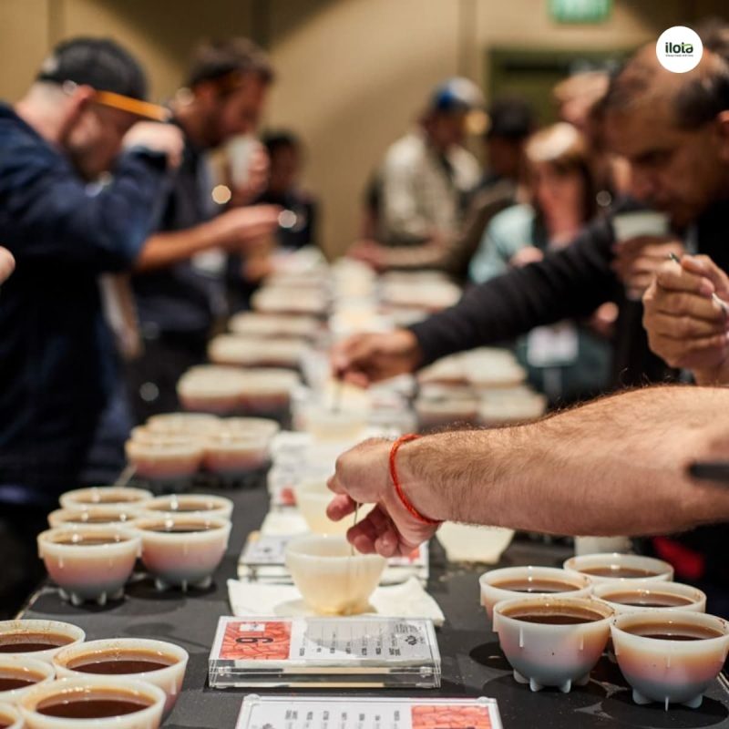 thong-so-cupping-sca