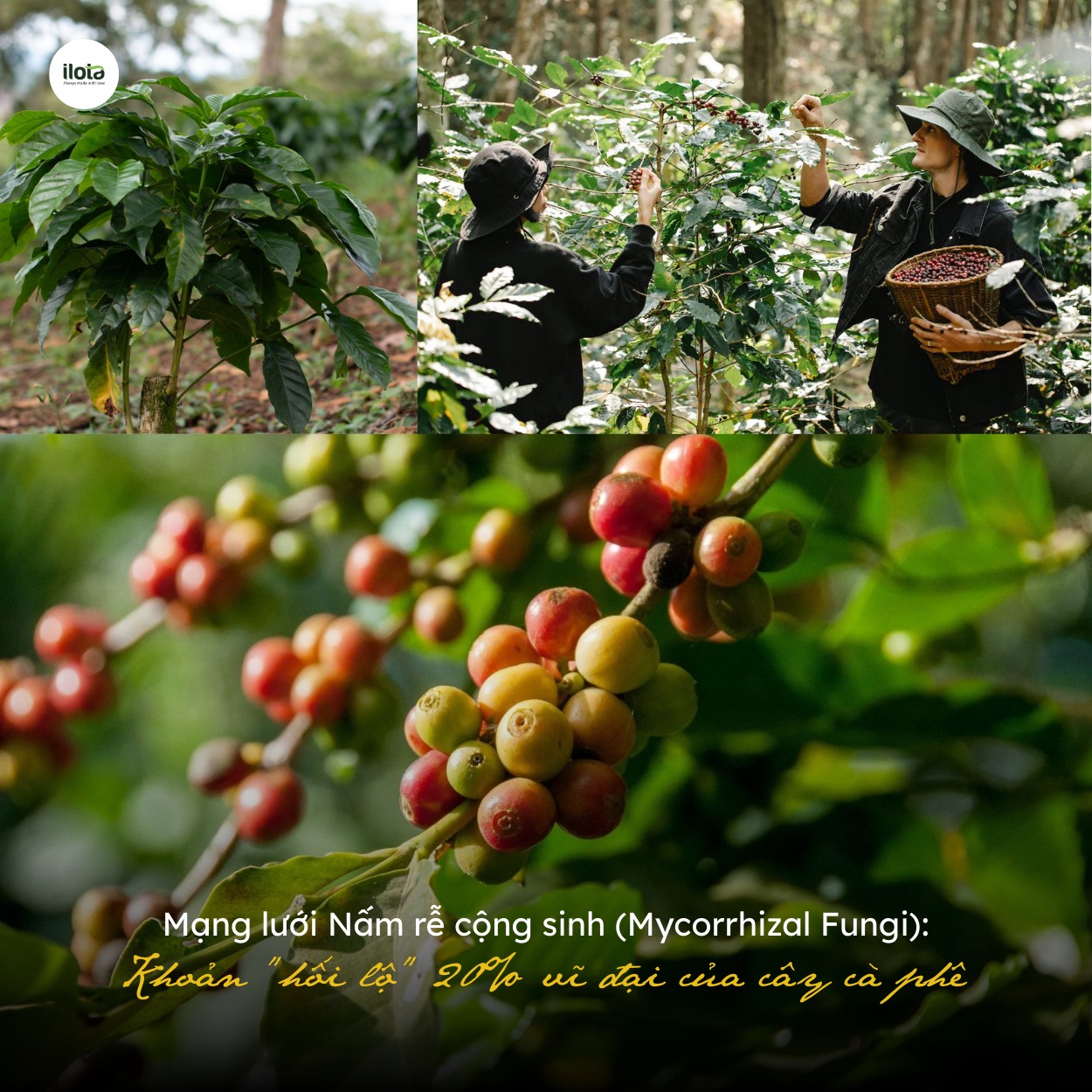 mang-luoi-nam-re-cong-sinh-re-hoi-lo-20%-vi-dai