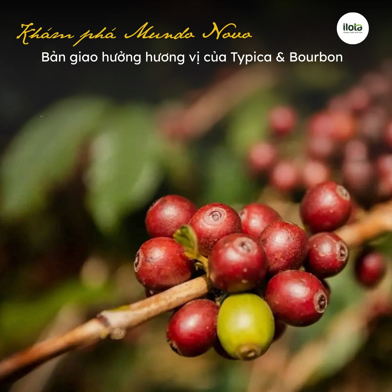 kham-pha-mundo-novo-ban-giao-huong-Typica-va-bourbon