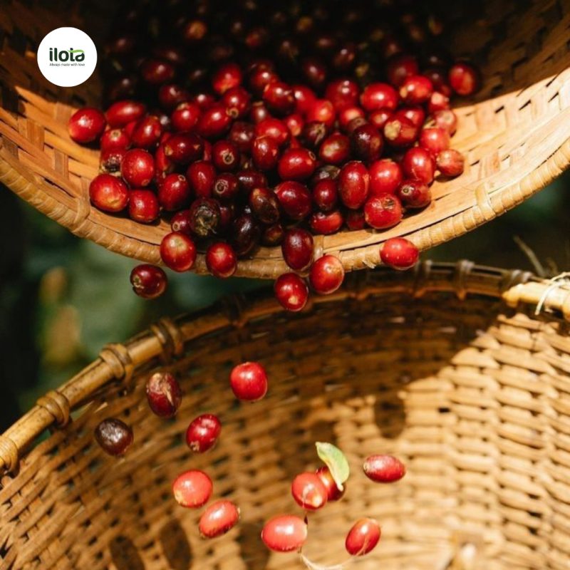kham-pha-mundo-novo-ban-giao-huong-Typica-va-bourbon