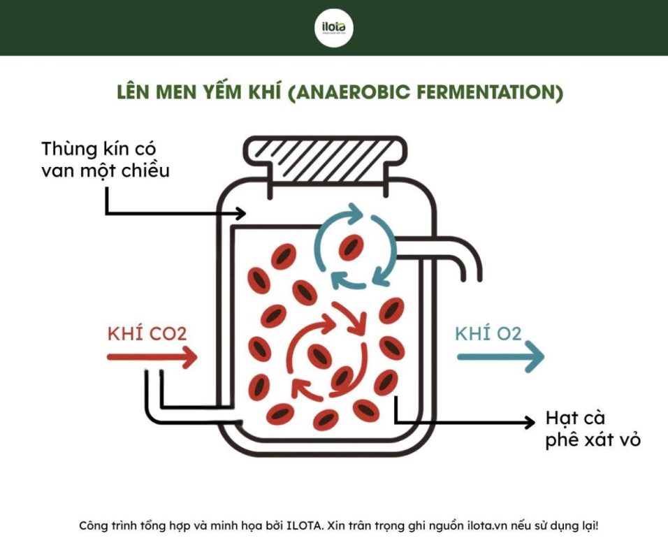 phan-biet-len-men-carbonic-va-len-men-yem-khi
