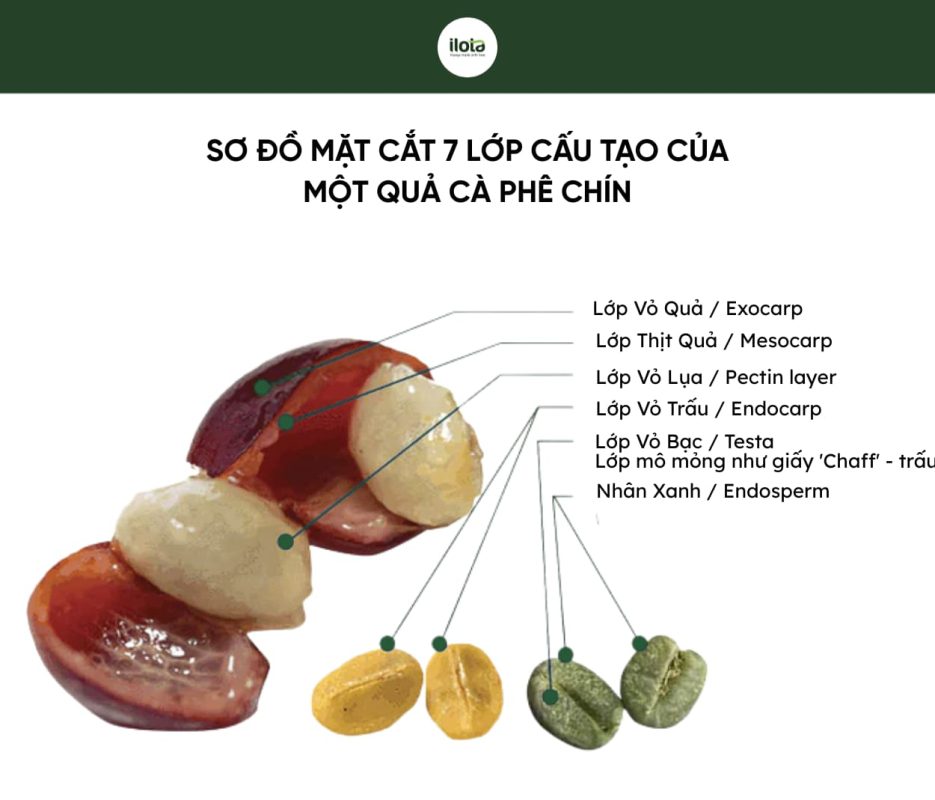 tac-dong-cua-nam-men-va-vi-khuan-lactic-den-ca-phe