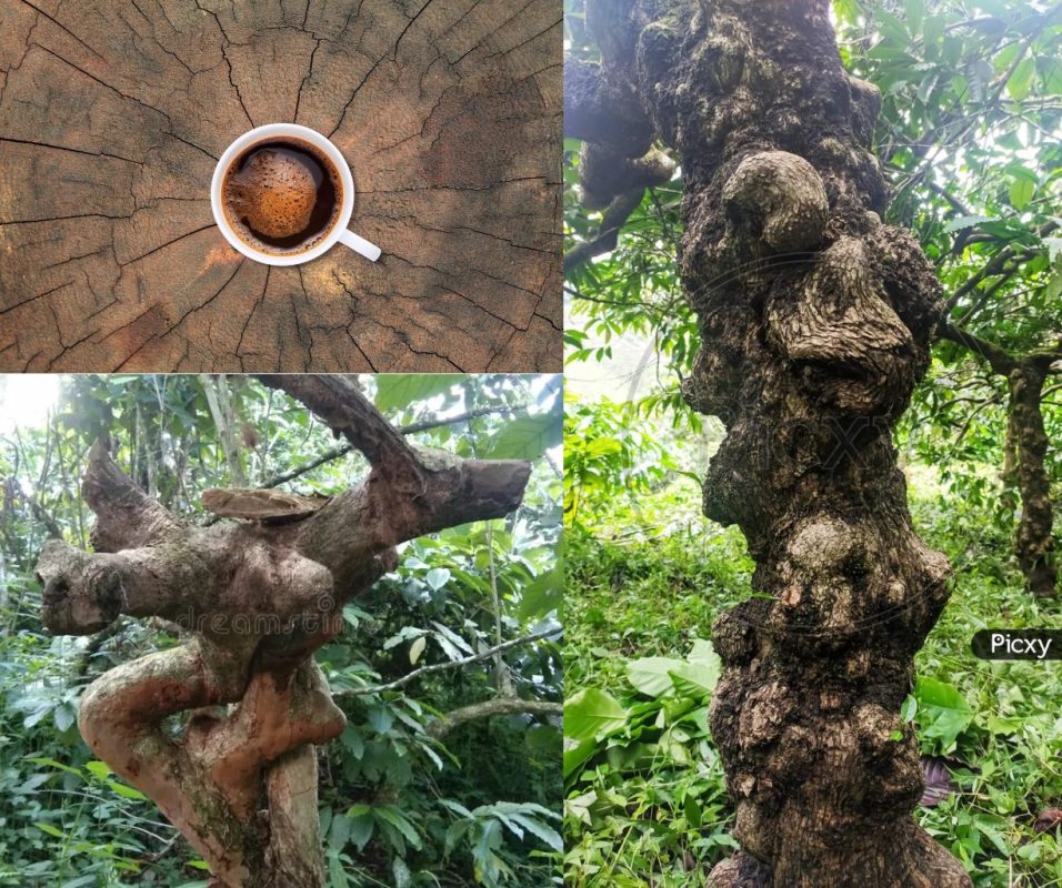 cay-ca-phe-co-thu-va-huong-vi-xuyen-the-ky