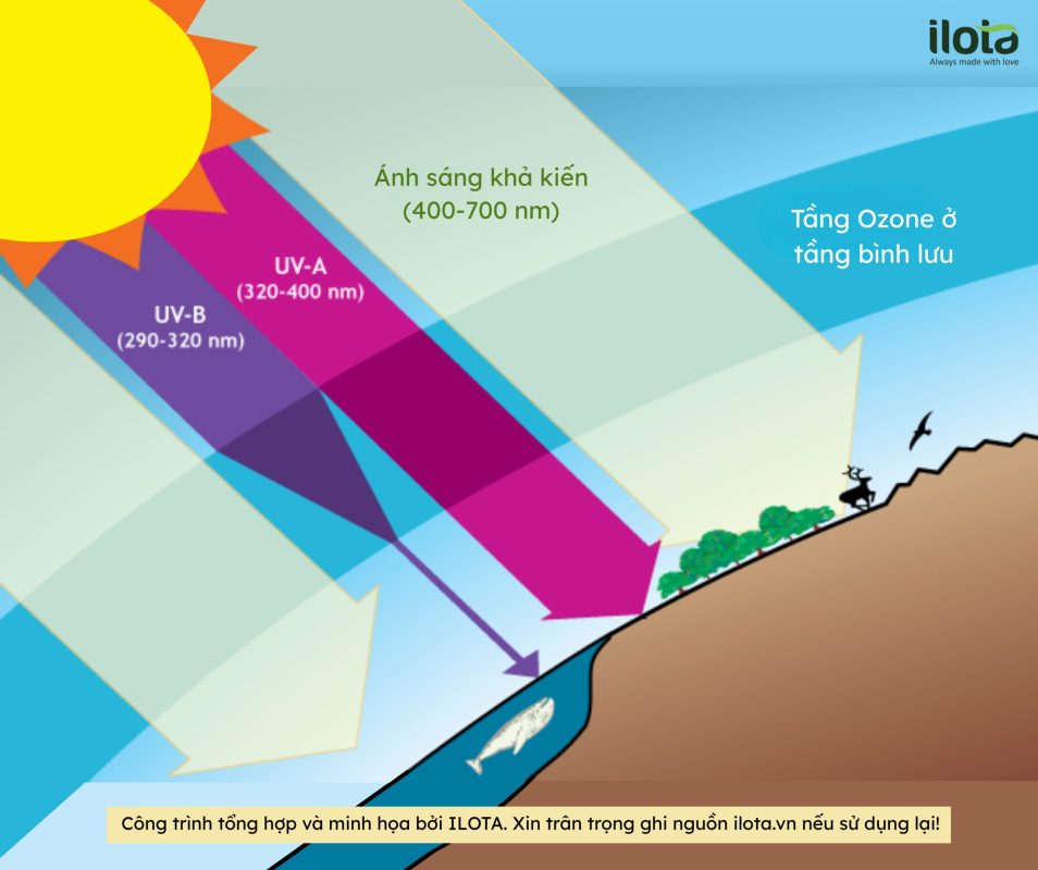 buc-xa-uv-b-trao-doi-chat-thu-cap-trong-ca-phe