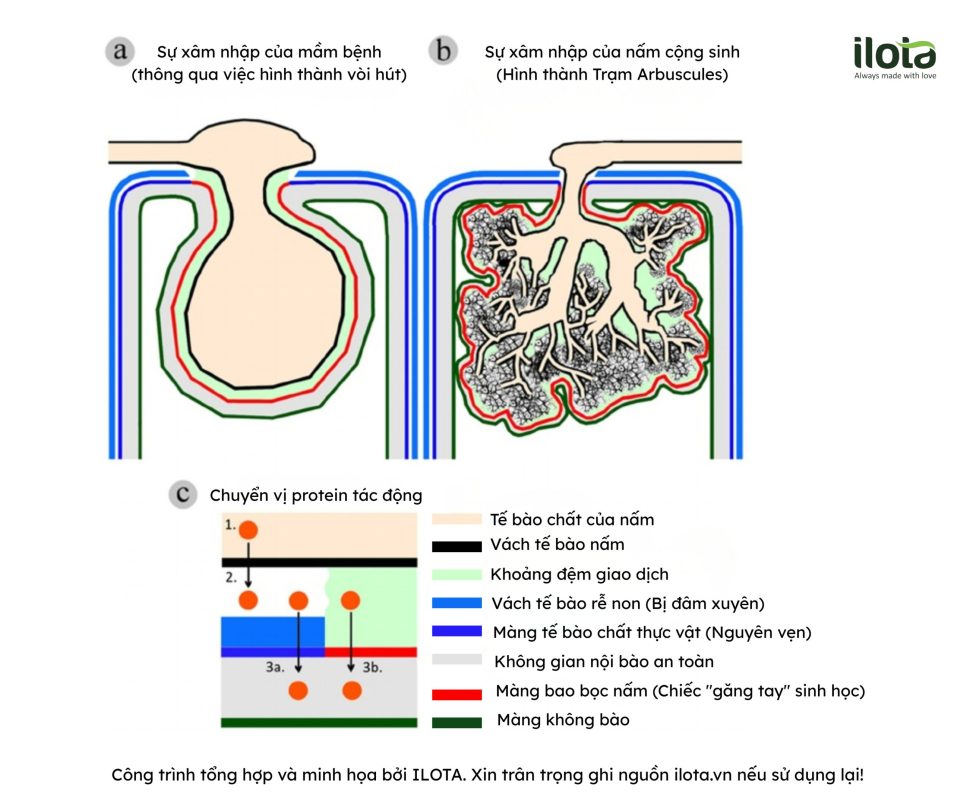 mang-luoi-nam-re-cong-sinh-re-hoi-lo-20%-vi-dai