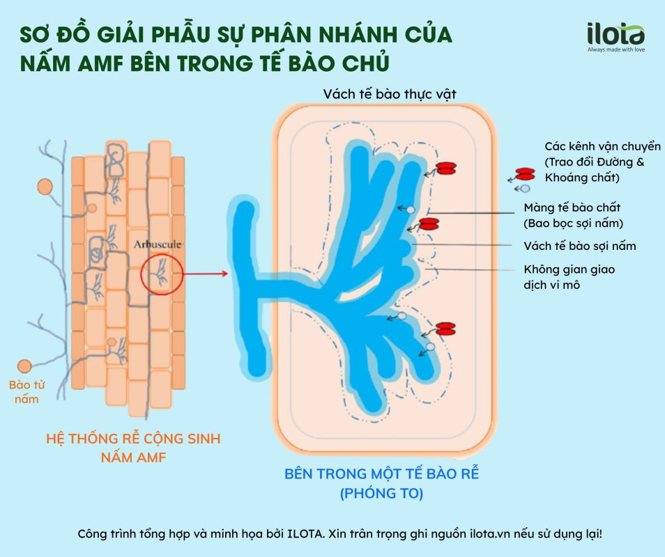 mang-luoi-nam-re-cong-sinh-re-hoi-lo-20%-vi-dai