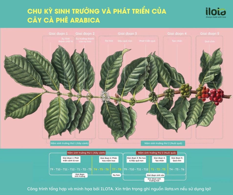 hien-tuong-nam-duoc-mua-nam-mat-mua-cay-ca-phe