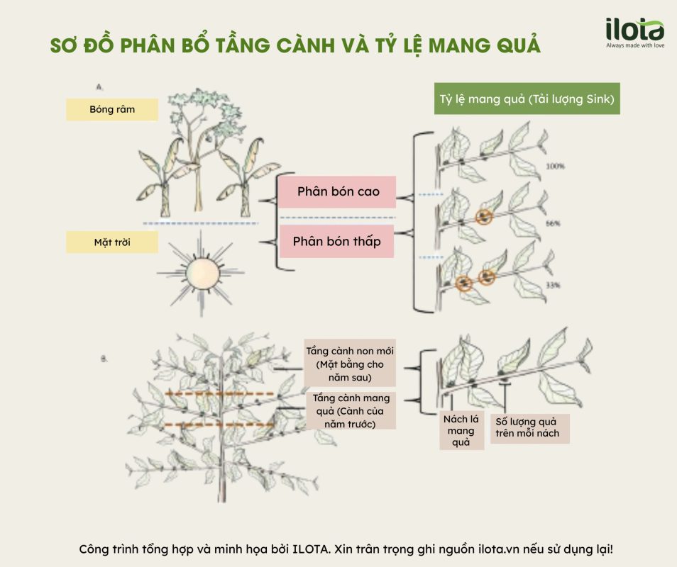 hien-tuong-nam-duoc-mua-nam-mat-mua-cay-ca-phe