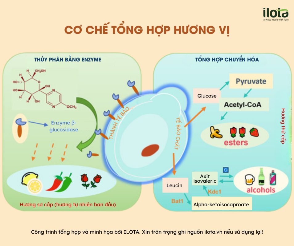 tac-dong-cua-nam-men-va-vi-khuan-lactic-den-ca-phe