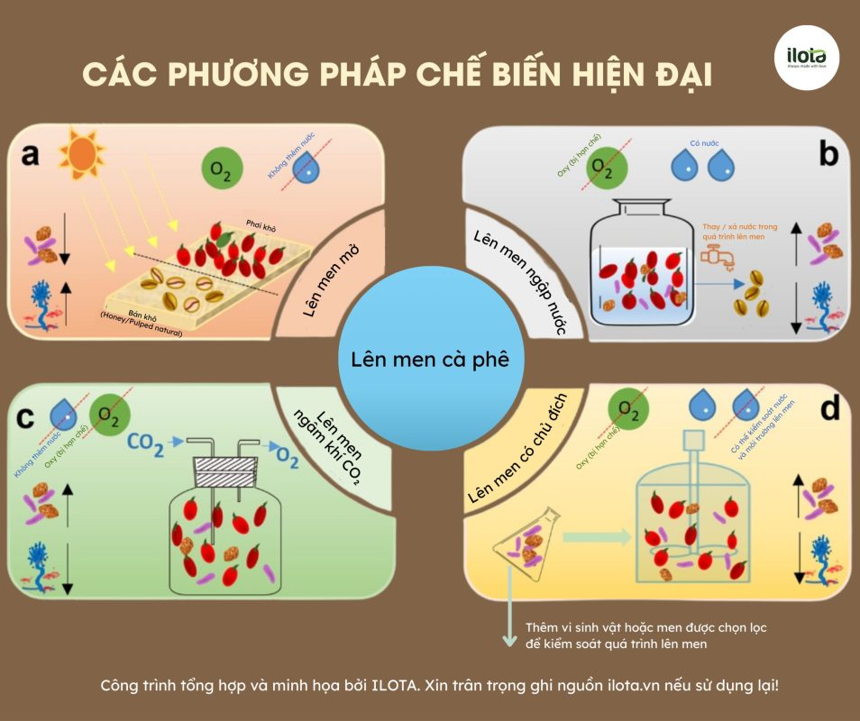 tac-dong-cua-nam-men-va-vi-khuan-lactic-den-ca-phe