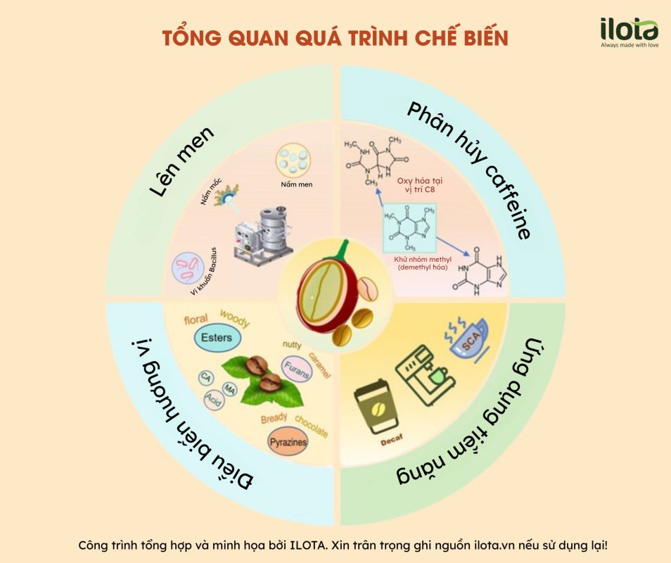 tac-dong-cua-nam-men-va-vi-khuan-lactic-den-ca-phe