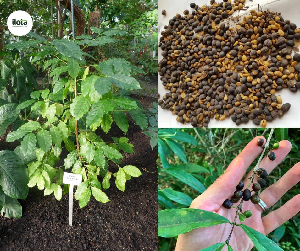 ca-phe-stenophylla-at-chu-bai-cua-nganh-ty-do