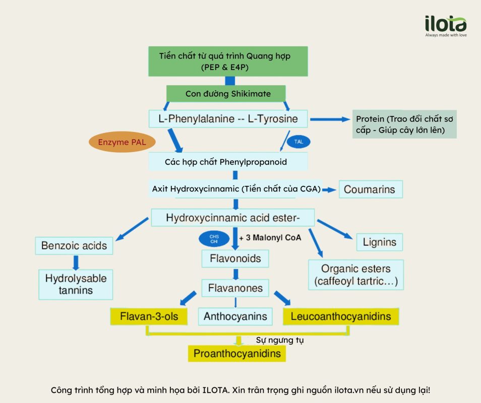 buc-xa-uv-b-trao-doi-chat-thu-cap-trong-ca-phe
