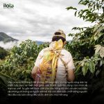 ca-phe-peru-cajamarca-jaen-g1