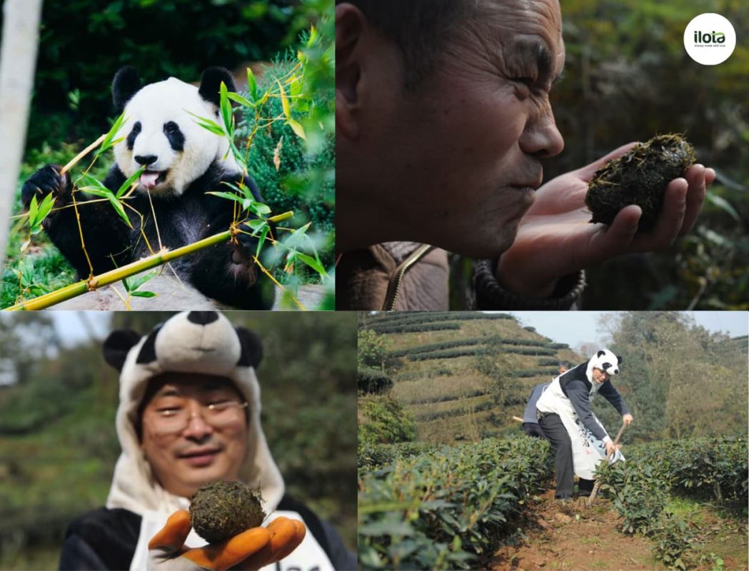 tra-phan-gau-truc-loai-tra-dat-do-gay-tranh-cai