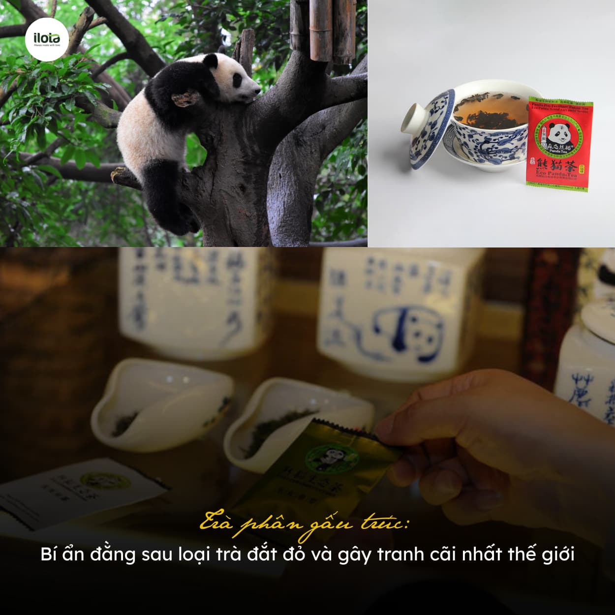 tra-phan-gau-truc-loai-tra-dat-do-gay-tranh-cai