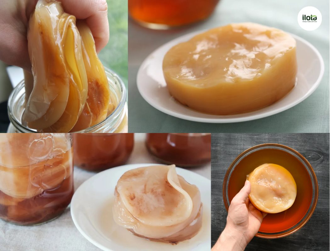 nuoi-scoby-lam-kombucha-trai-cay-tra-xanh-hong-tra